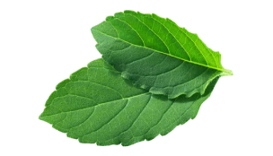 Ramatulsi